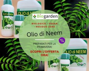 olio di neem piante
